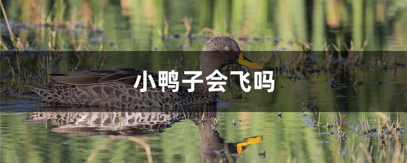 小鸭子会飞吗