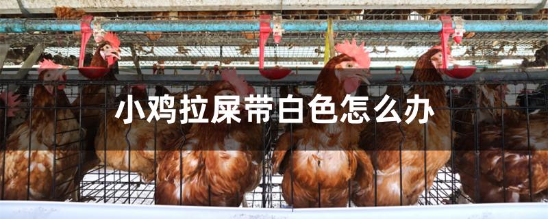小鸡拉屎带白色怎么办