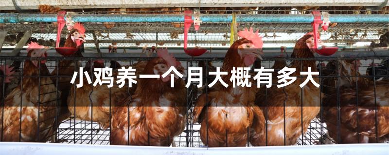 小鸡养一个月大概有多大