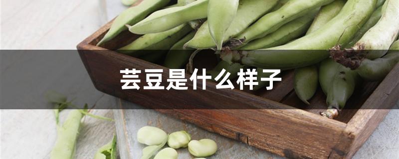 芸豆是什么样子