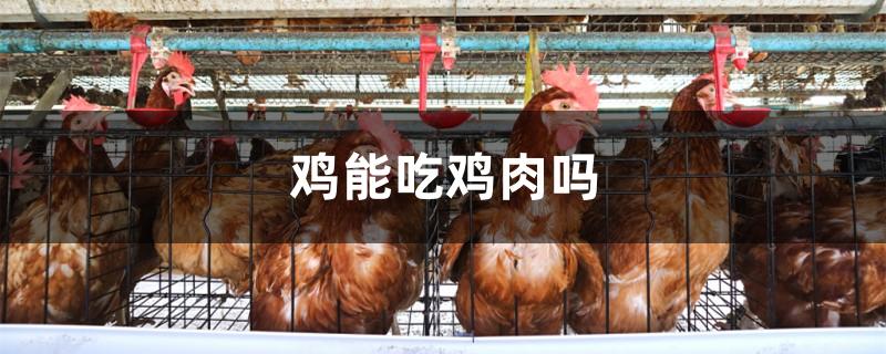 鸡能吃鸡肉吗