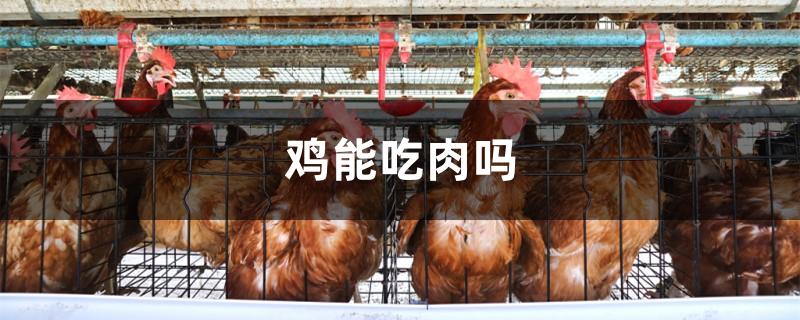 鸡能吃肉吗