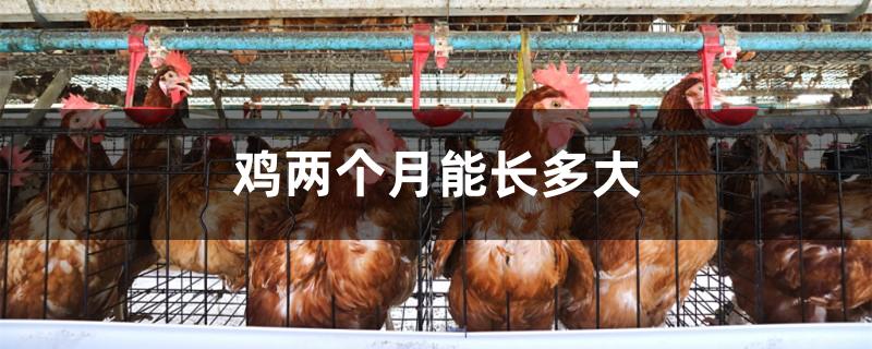 鸡两个月能长多大