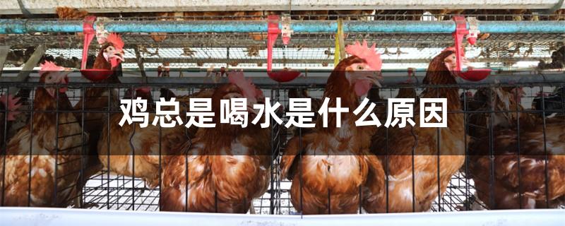 鸡总是喝水是什么原因