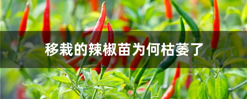 移栽的辣椒苗为何枯萎了
