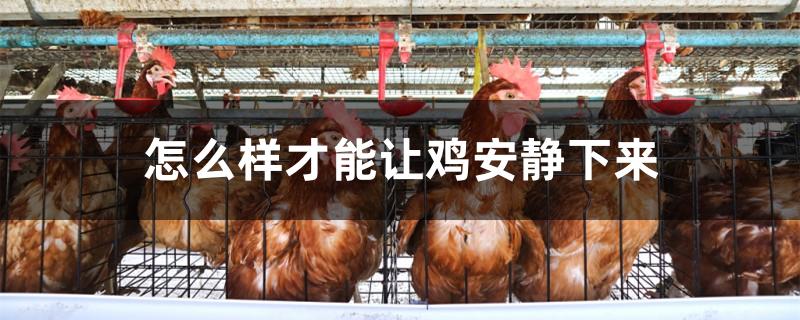 怎么样才能让鸡安静下来