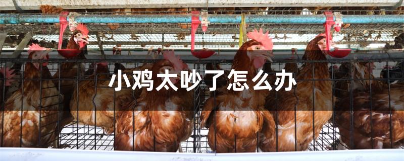 小鸡太吵了怎么办