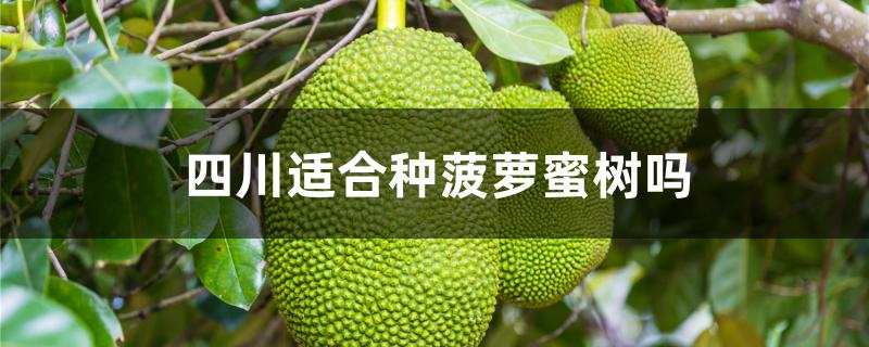 四川适合种菠萝蜜树吗