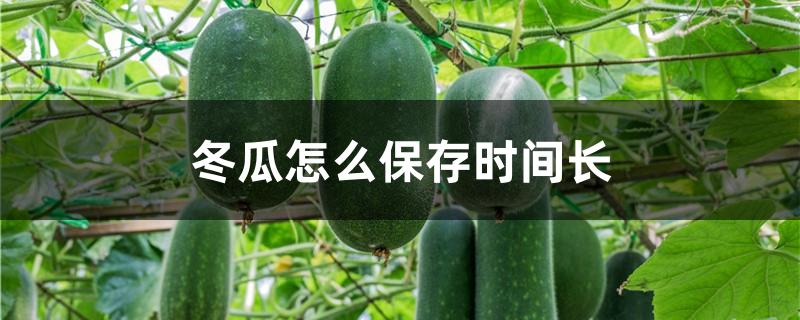 冬瓜怎么保存时间长