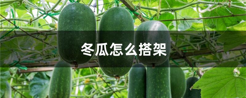 冬瓜怎麼搭架