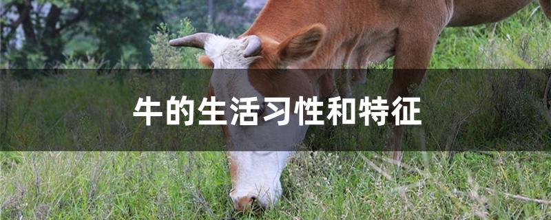牛的生活习性和特征