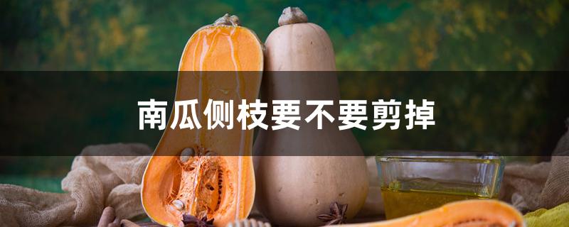 南瓜侧枝要不要剪掉