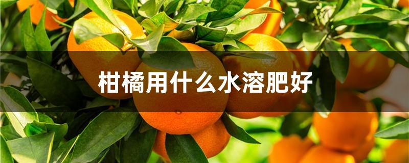 柑橘用什么水溶肥好