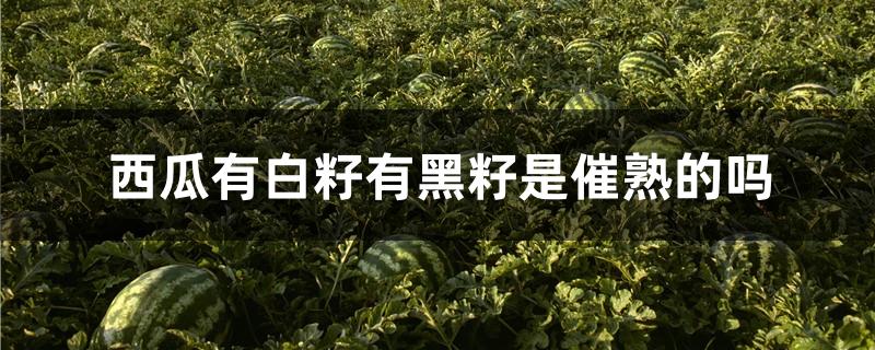 西瓜有白籽有黑籽是催熟的吗