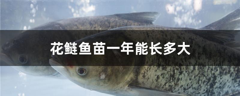花鲢鱼苗一年能长多大