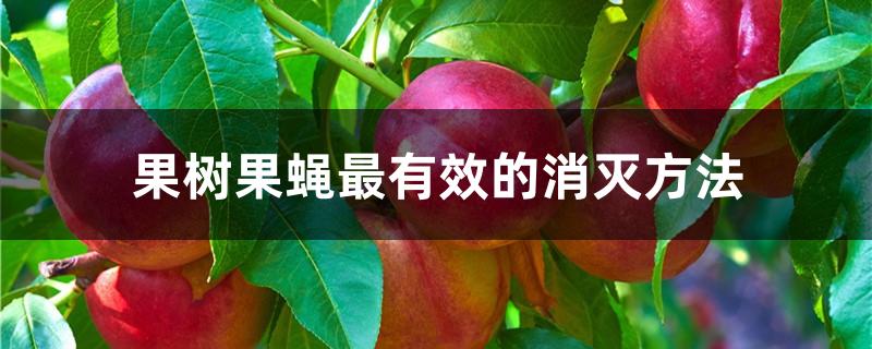 果树果蝇最有效的消灭方法