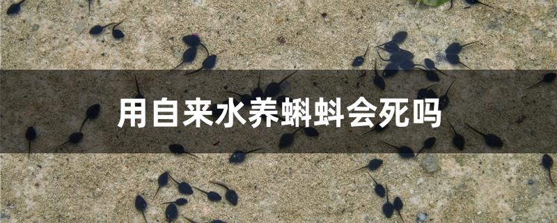 用自来水养蝌蚪会死吗