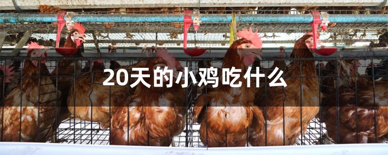 20天的小鸡吃什么