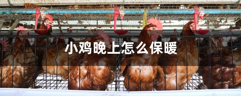 小鸡晚上怎么保暖