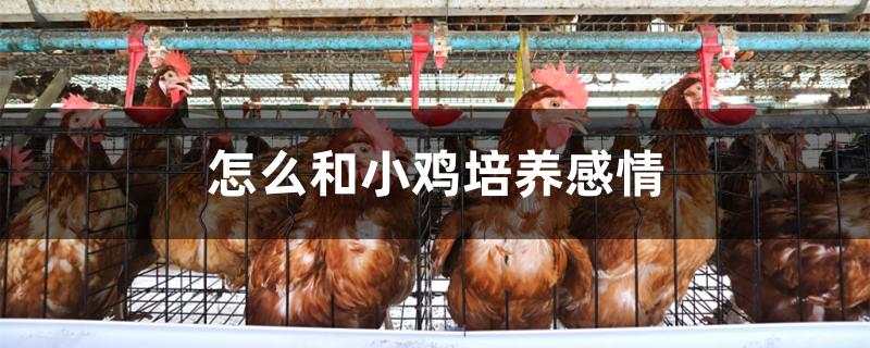 怎么和小鸡培养感情