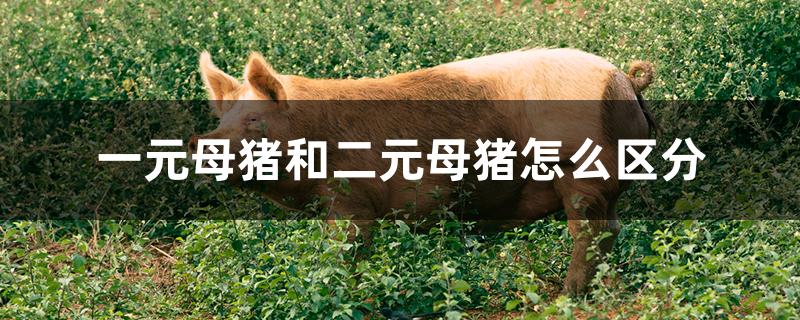 一元母猪和二元母猪怎么区分