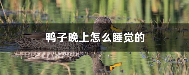 鸭子晚上怎么睡觉的