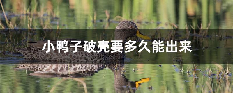 小鸭子破壳要多久能出来