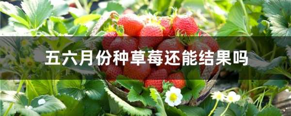 五六月份种草莓还能结果吗