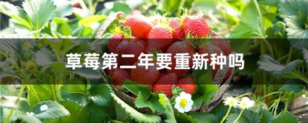 草莓第二年要重新种吗