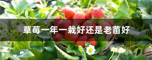 草莓一年一栽好还是老苗好