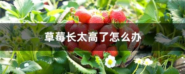 草莓长太高了怎么办