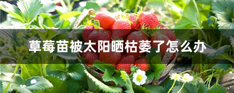草莓苗被太阳晒枯萎了怎么办