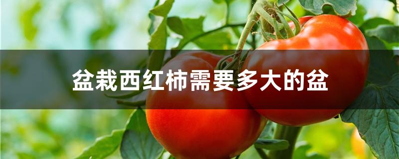 盆栽西红柿需要多大的盆