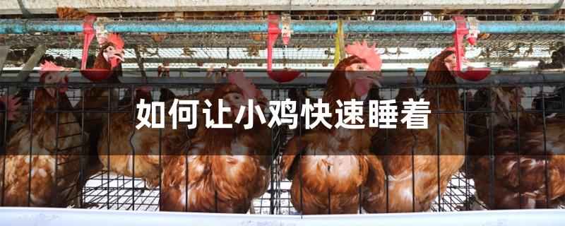 如何让小鸡快速睡着