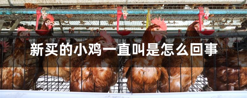 新买的小鸡一直叫是怎么回事