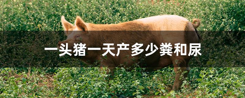 一头猪一天产多少粪和尿