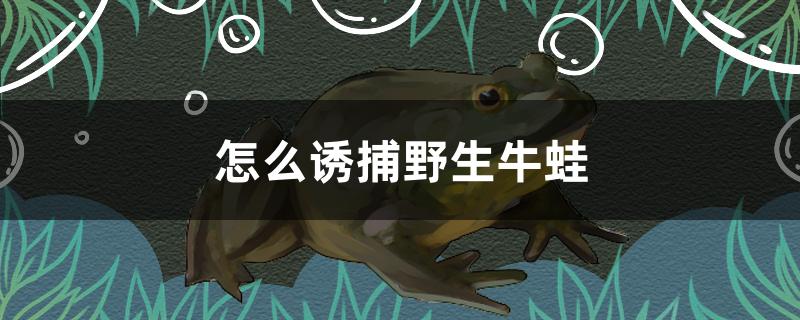 怎么诱捕野生牛蛙