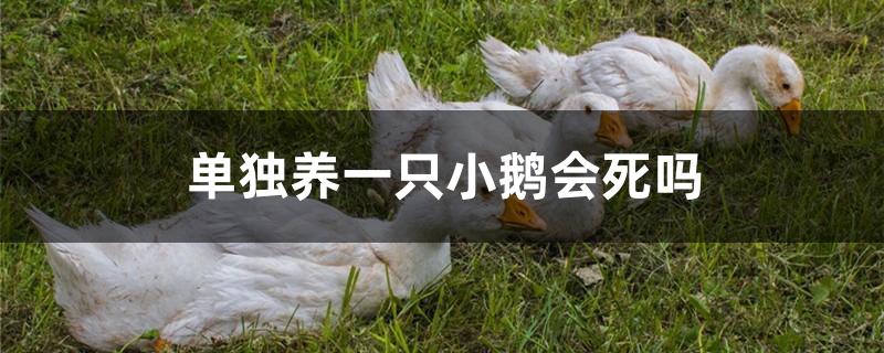 单独养一只小鹅会死吗
