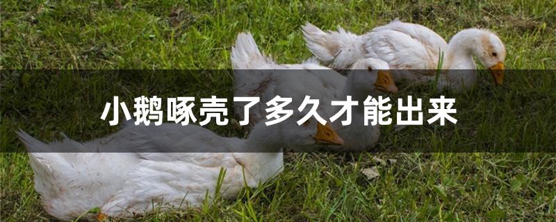 小鹅啄壳了多久才能出来