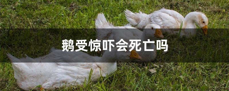 鹅受惊吓会死亡吗