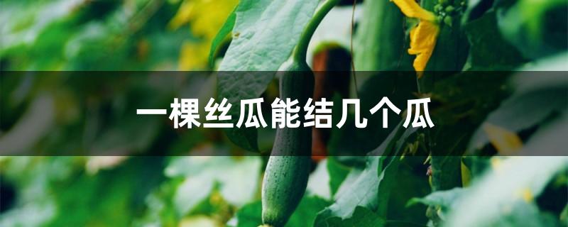 一棵丝瓜能结几个瓜