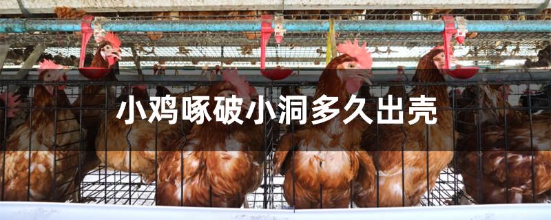 小鸡啄破小洞多久出壳
