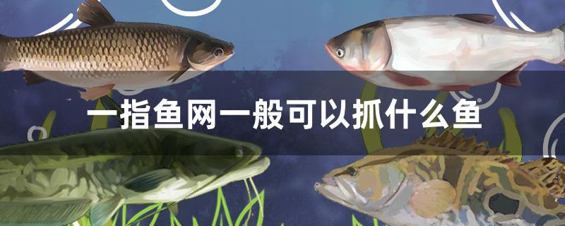 一指鱼网一般可以抓什么鱼