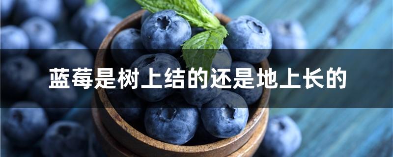 蓝莓是树上结的还是地上长的