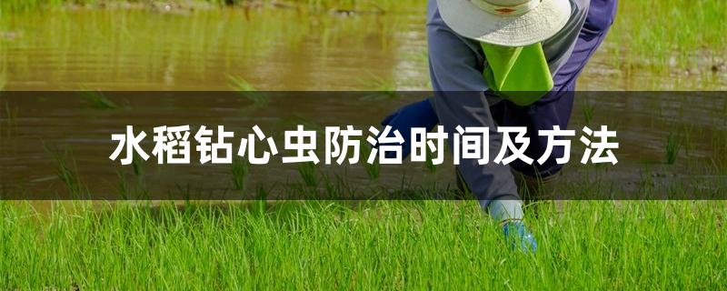 水稻钻心虫防治时间及方法