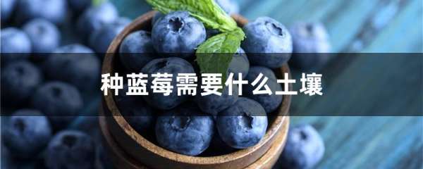 种蓝莓需要什么土壤