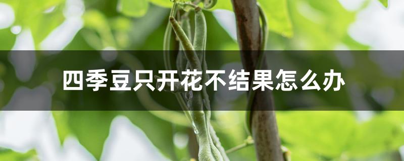 四季豆只开花不结果怎么办