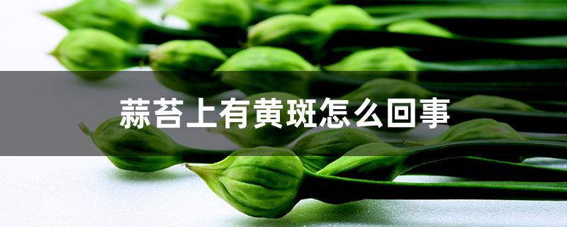 蒜苔上有黄斑怎么回事