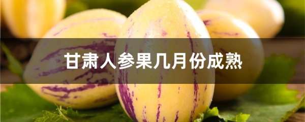 甘肃人参果几月份成熟