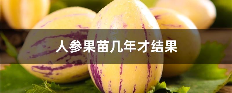 人参果苗几年才结果